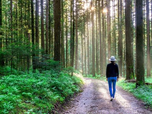 Taking a walk through the forest