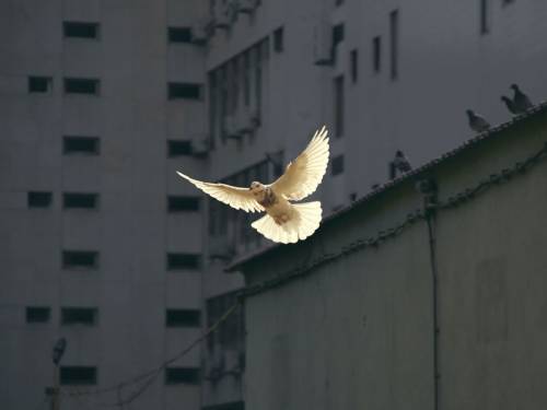 a dove with a city building in the background.