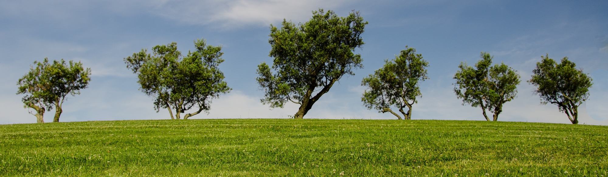 trees in a field